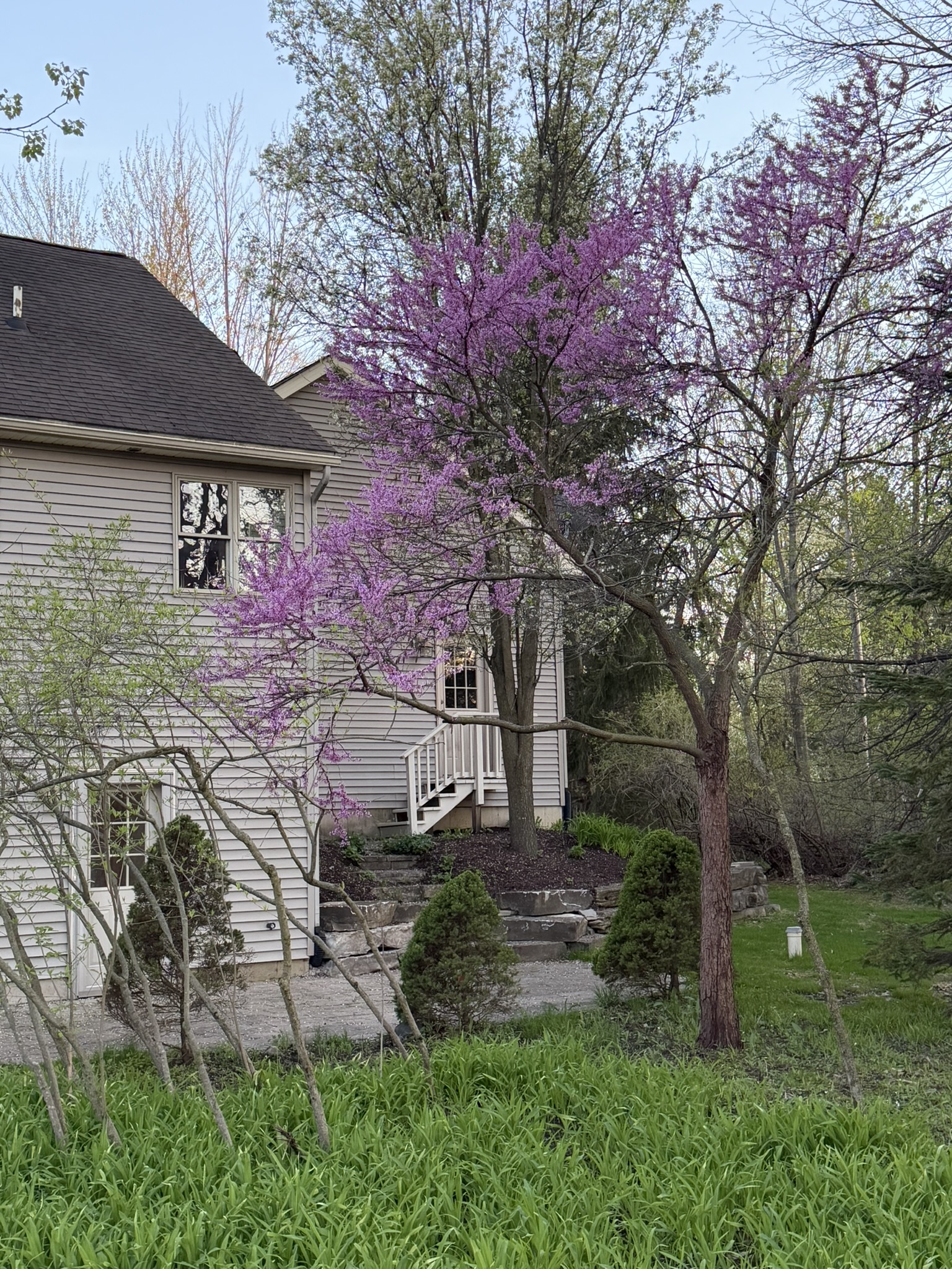 Backyard with flowering redbud trees in spring