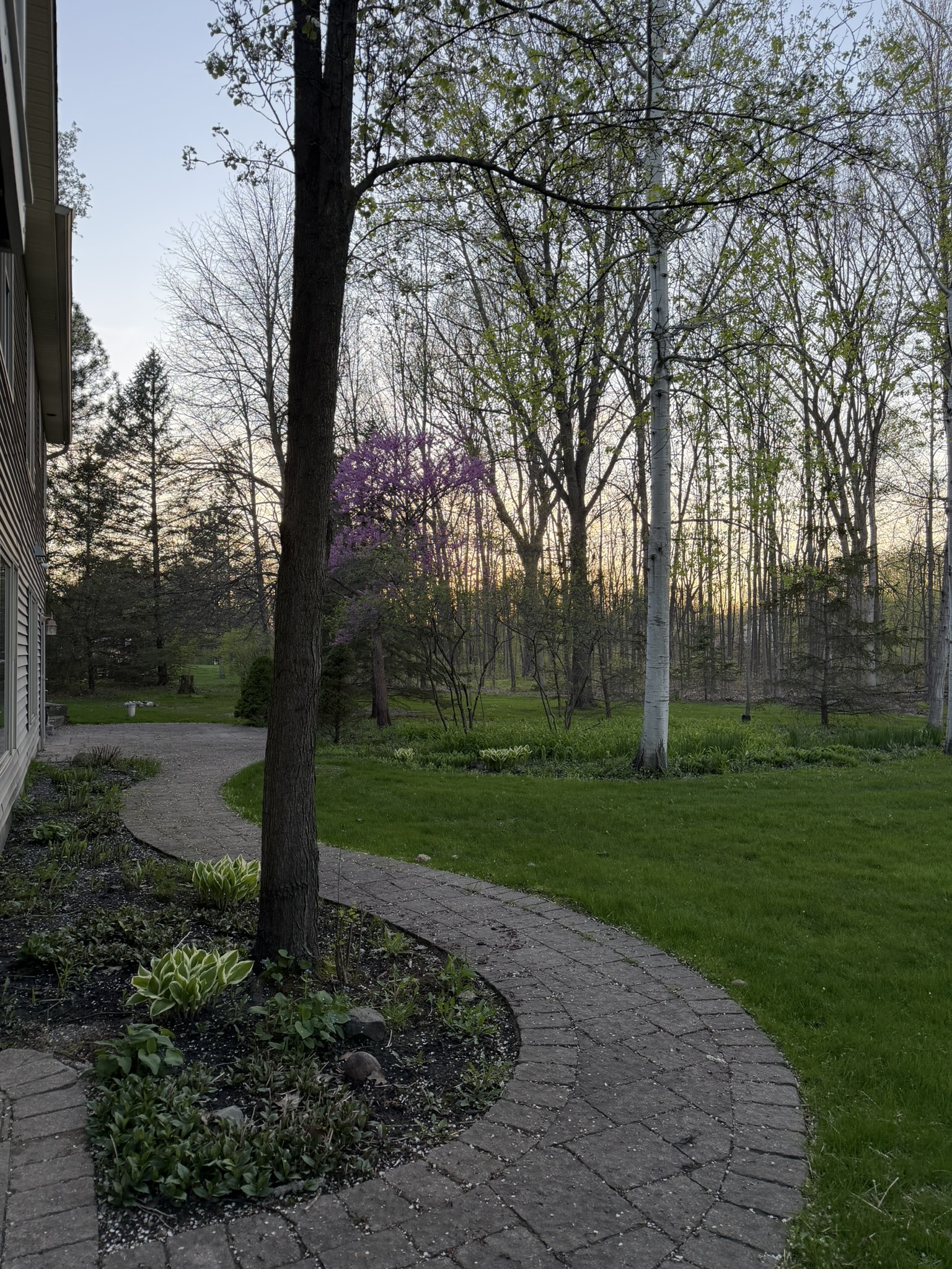 Backyard brick path at sunset with flowering trees